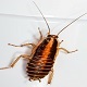 cockroach services near me 