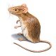 rat rodent services near me 